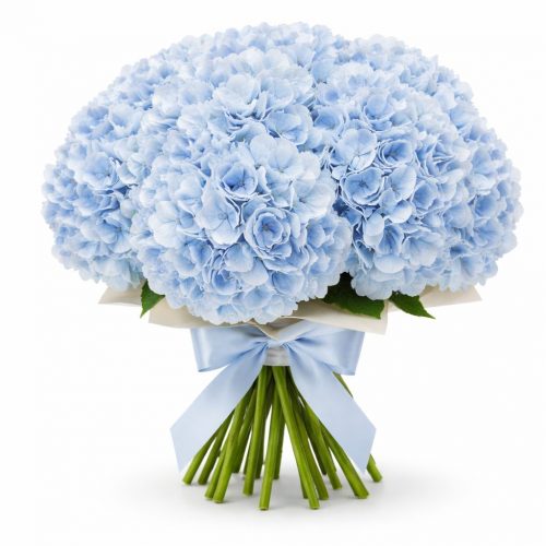 Гортензия голубая