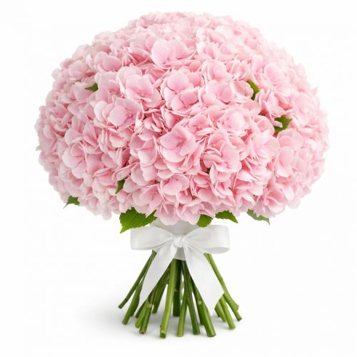 Гортензия розовая