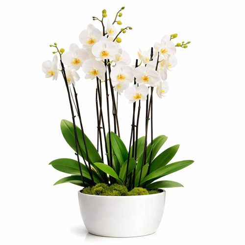 Орхидея в горшке «Белая»