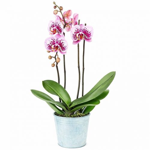 Орхидея в горшке «Нежно-розовая»