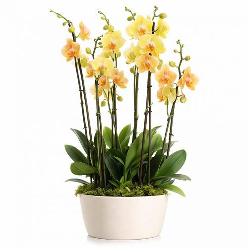 Орхидея в горшке «Желтая»