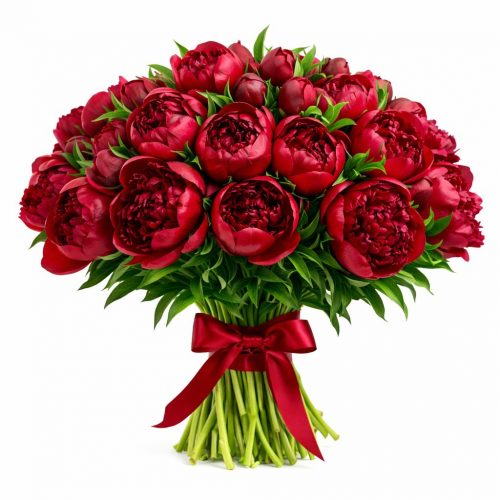 Пион бордовый