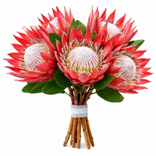 Протея красная