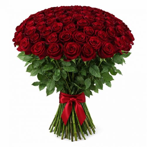 Розы Эквадор бордовые