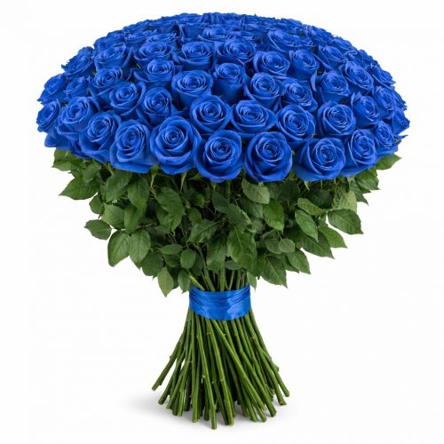 Розы Эквадор голубые
